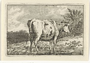 Vaca de pie en un charco Vacas (título de la serie)