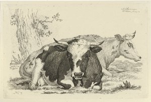 Dos vacas tiradas frente a un árbol Estudios de vacas, ovejas y cabras (título de la serie) de Anthony Oberman