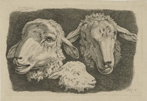 Dos cabezas de oveja y una cabeza de cordero. Estudios de vacas, ovejas y cabras (título de la serie)