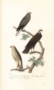 Aguilucho pálido, aguilucho lagunero y aguilucho cenizo.