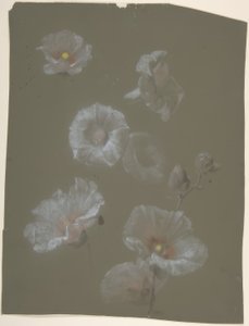 Malvarrosas blancas de Antoine Berjon