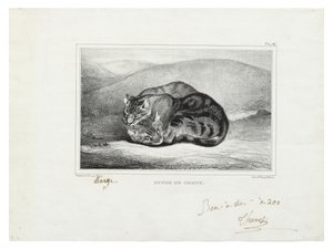 Estudio de gatos