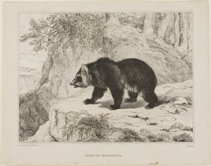 Oso del Mississippi