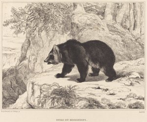 Oso del Misisipi de Antoine Louis Barye