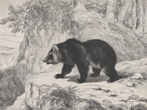 Oso de Mississippi, 1836