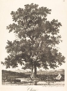 Roble de Antoine Pierre Mongin