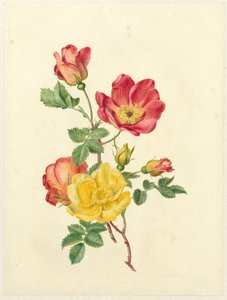 Ramo de rosas silvestres de Antoinette Luden