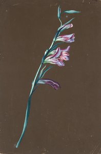 Lilie de Anton Hartinger