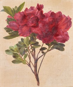 Rododendros de Anton Hartinger