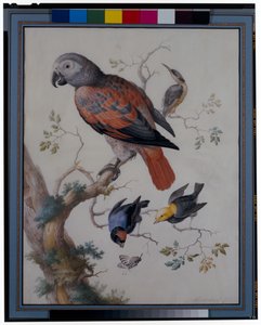 Un loro rojo y gris con otras aves exóticas