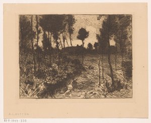 Carretera forestal de noche