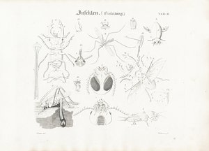 Anatomía de los insectos
