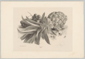 Piña y uvas Estudios de flores y frutas (...) Décimo episodio (título de la serie)
