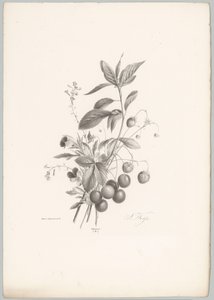 Flores, fresas y cerezas Estudios de flores y frutas (...) Décimo episodio (título de la serie) de Anton Weiss