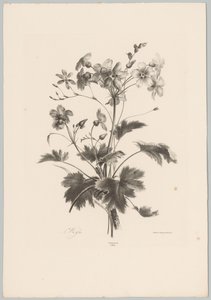 Flores con espinas Estudios de flores y frutas (...) Décimo episodio (título de la serie) de Anton Weiss