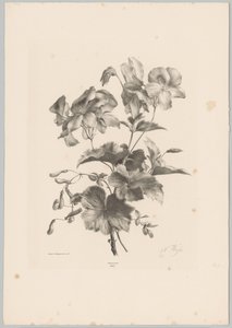 Varias flores Estudios de flores y frutas (...) Décimo episodio (título de la serie) de Anton Weiss