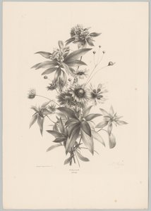 Varias flores Estudios de flores y frutas (...) Décimo episodio (título de la serie) de Anton Weiss