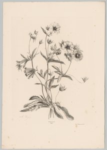 Varias flores Estudios de flores y frutas (...) Décimo episodio (título de la serie) de Anton Weiss