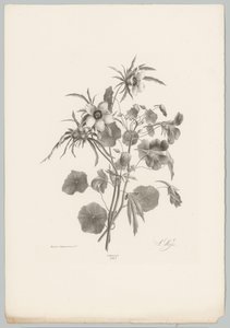 Varias flores Estudios de flores y frutas (...) Décimo episodio (título de la serie) de Anton Weiss