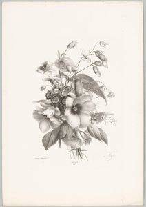 Varias flores Estudios de flores y frutas (...) Décimo episodio (título de la serie) de Anton Weiss