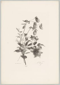Varias flores Estudios de flores y frutas (...) Décimo episodio (título de la serie) de Anton Weiss