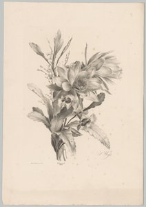 Varias flores Estudios de flores y frutas (...) Décimo episodio (título de la serie) de Anton Weiss