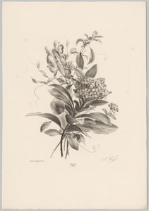 hortensias y otras flores Estudios de flores y frutas (...) Décimo episodio (título de la serie) de Anton Weiss