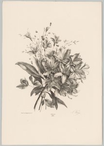 lirios Estudios de flores y frutas (...) Décimo episodio (título de la serie) de Anton Weiss