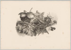 Flores y hojas de la pasión Estudios de flores y frutas (...) Décimo episodio (título de la serie) de Anton Weiss