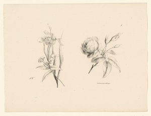 Rosa y otras flores
Flores y frutas (título de la serie) de Anton Weiss
