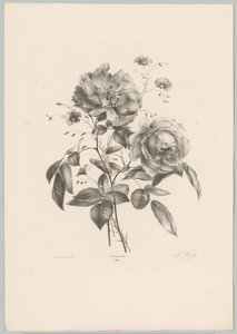 Rosa y flor de clavel Estudios de flores y frutas (...) Décimo episodio (título de la serie)
