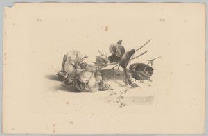 Rosas
Estudios sobre flores y frutas (...) 3ª entrega (título de la serie) de Anton Weiss