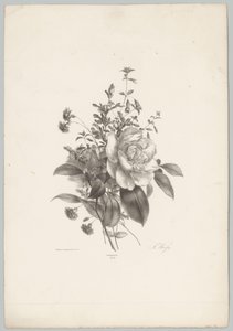Rosas, claveles y fucsias Estudios de flores y frutas (...) Décimo episodio (título de la serie) de Anton Weiss