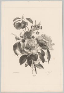 rosas y otras flores Estudios de flores y frutas (...) Décimo episodio (título de la serie)