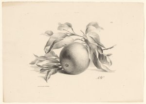 Sinaasappel
Fruta (título de la serie) de Anton Weiss