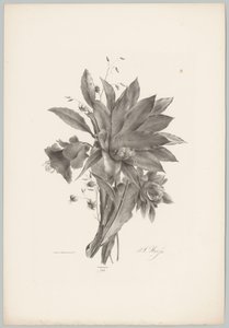 Flores en forma de estrella y campana Estudios de flores y frutas (...) Décimo episodio (título de la serie) de Anton Weiss