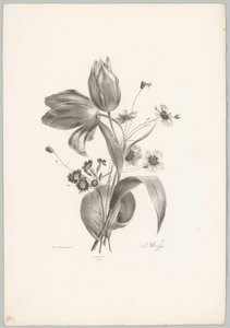 tulipanes y margaritas Estudios de flores y frutas (...) Décimo episodio (título de la serie) de Anton Weiss