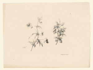 Dos flores
Flores y frutas (título de la serie) de Anton Weiss