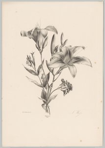 dos lirios Estudios de flores y frutas (...) Décimo episodio (título de la serie) de Anton Weiss