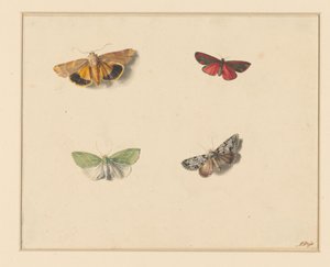 Cuatro mariposas de Anton Weiss