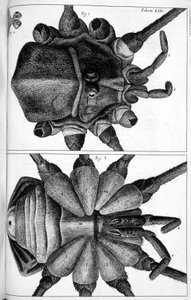 Microscopía de Frederick (attr. to) Barnard