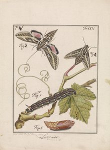De oruga a mariposa Livornica (título sobre objeto) de Antoni Zürcher