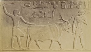 Toro sagrado en Saqqara de Antonio Beato