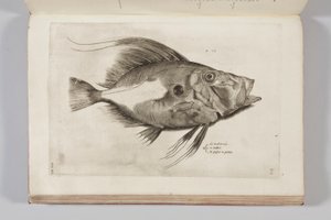 Ilustración de "Aquatilium animalium historiae, liber primus" de Ippolito Salviani, 1554 de Antonio Lafreri