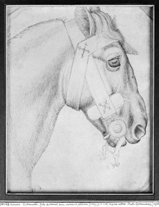 Cabeza de un caballo, del Álbum Vallardi