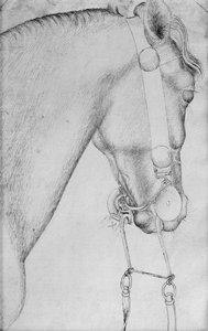 Cabeza de un caballo, del Álbum Vallardi de Antonio Pisanello