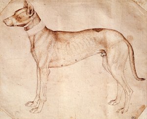 Estudio de perro de caza de Antonio Pisanello