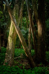 Afernoon, Selva de Tijuca, Brasil, 2022 (foto)