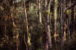 Selva tropical IV, 2021 (foto)