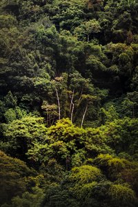 Selva tropical IX, 2018 (foto digital) de Antonio Schubert